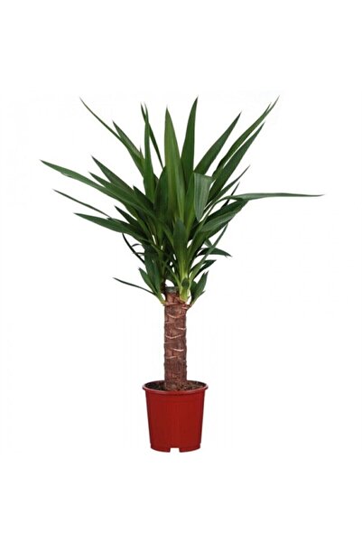 İklim Flowers Yucca Jawel Çiçeği Yukka Bitkisi Yuka Çelik Gövde 40 50 Cm Ev B...