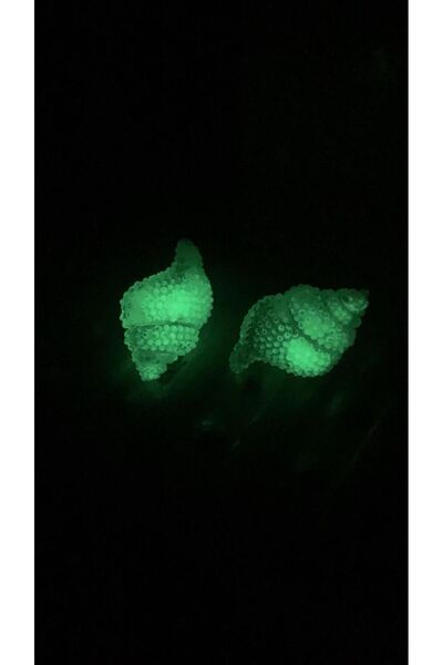 MISS GOLDEN Neon Yeşil Renkli Fosforlu Deniz Kabuğu Istiridye Şekilli Küpe Gümüş Aksesuarlı El Yapımı Epoksi