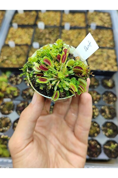 mobuflora Dionaea muscipula "dentate" Özel Tür Etobur Bitki Küçük Boy 5,5 cm saksıda Sinek Kapan