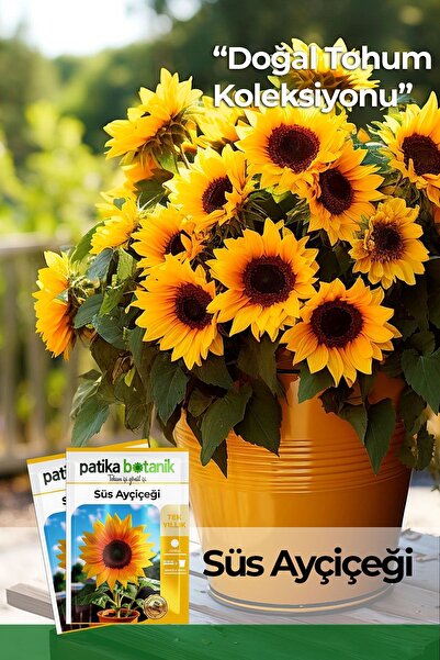 Patika Botanik 15 Adet Süs Ayçiçeği (HELİANTHUS DEBİLİS) Tohumu