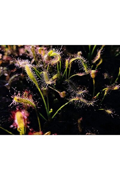 mobuflora Drosera capensis küçük boy 5,5 cm Saksıda Yarı Yetişkin Etobur Bitki Sinek Kapan