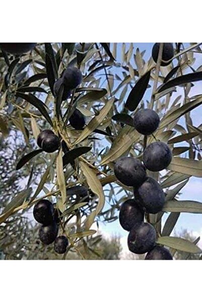 Scuba Gemlik Trilye Olive Seedlings 2 Years 1 Meter Length Guaranteed