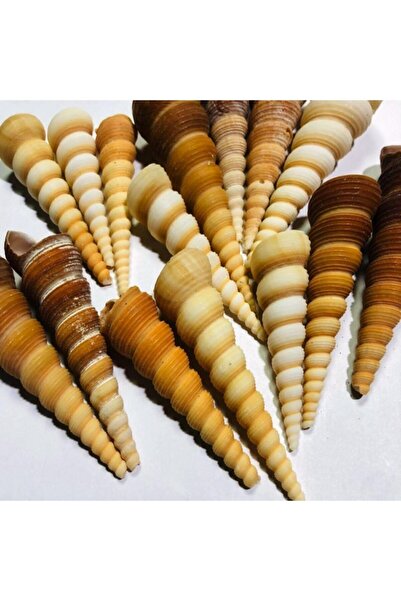 Flea Market صدفة البحر الحقيقية 100 جرام توريتيلا