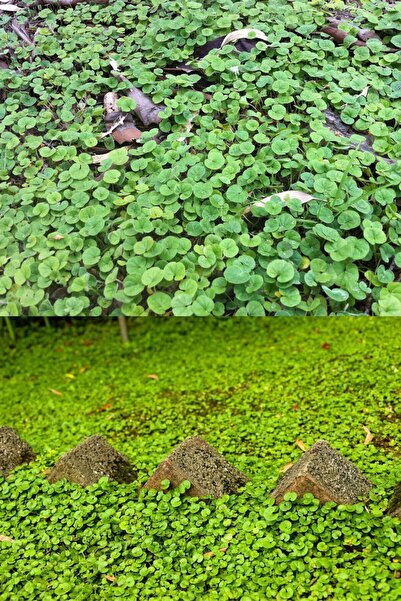 ZENGARDEN EV VE BAHÇE Dichondra Repens Fare Kulağı Tohumu Kundura Çimi 100gr