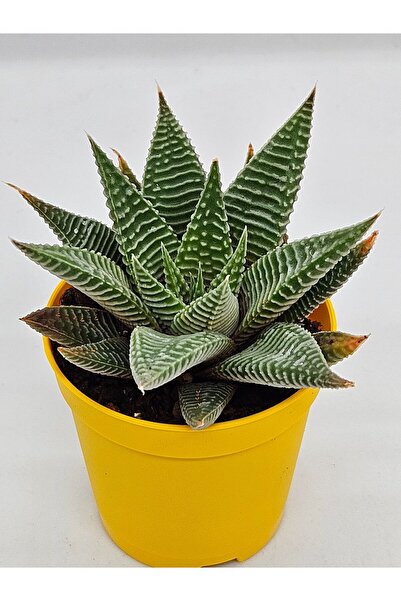 DOĞA BAHÇESİ Haworthia Collection No:3 Limifolia Spider White 5.5cm saksılı