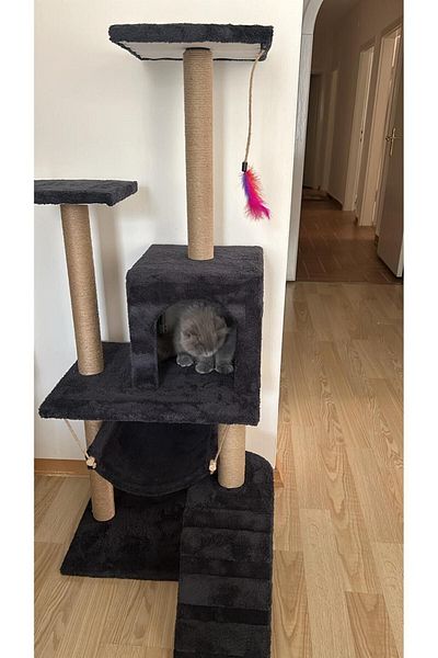 pethomealpi Cat Scratching House and Play Platform - Convenient Use