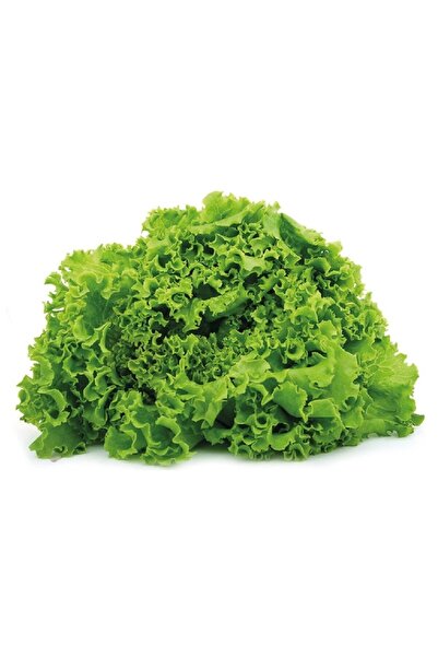 Gardina Kıvırcık Marul Fidesi 20 Adet