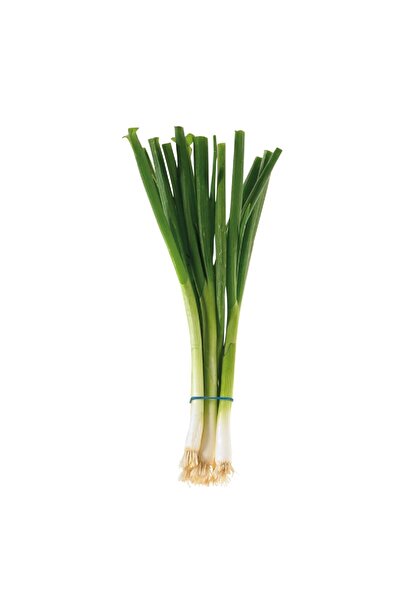 Gardina Taze Soğan Fidesi 10 Adet