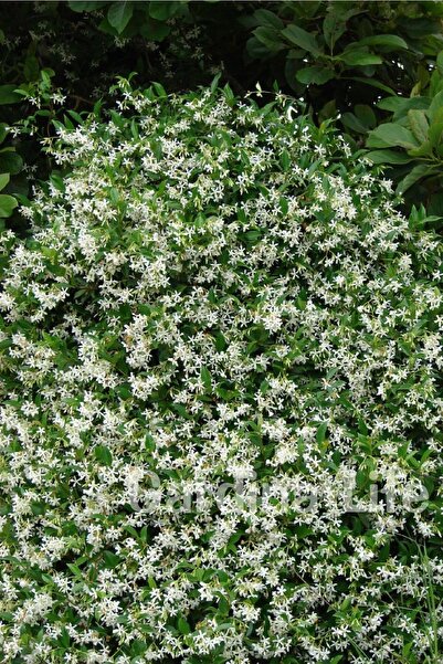 Gardina Arap Yasemini Fidanı Kokulu ( Rhyncospermum Jasminoides ) 1 Adet
