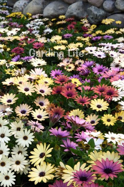 Gardina Bodrum Papatyası Fidesi MIX 10 Adet