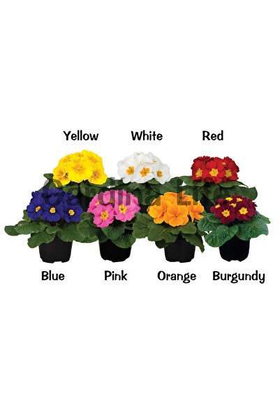 Gardina Çuha Çiçeği Fidesi ( Primula ) Mıx 10 Adet