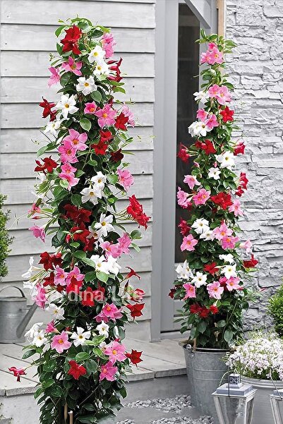 Mandevilla Flower Seedling Ivy Mix 3 Different Colors 3 Pcs (Red-White-Pink)