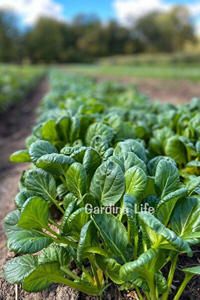 Gardina Yeşil Tatsoi Fidesi 10 Adet