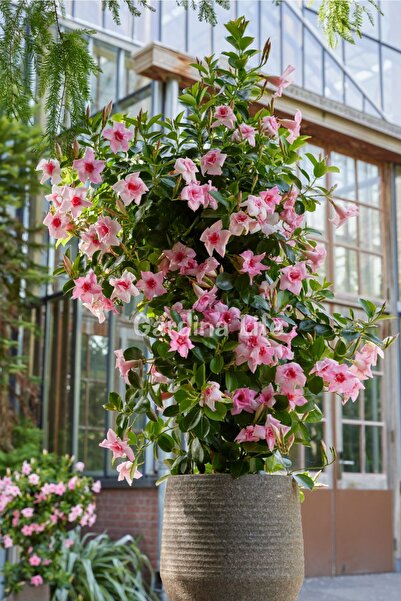 PINK Mandevilla Flower Seedling Ivy 1 Piece
