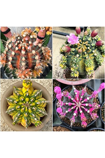 TULIN Gymnocalycium M. Variegata "SEPIA A / SEPIA B / CANARY/ PINK DIAMOND / ...