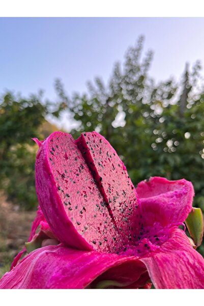 ARI ORGANIC Ejder Meyvesi (PİTAYA) 1kg (120-250GR) (5-7 ADET) Soğuk Tüketiniz!!!