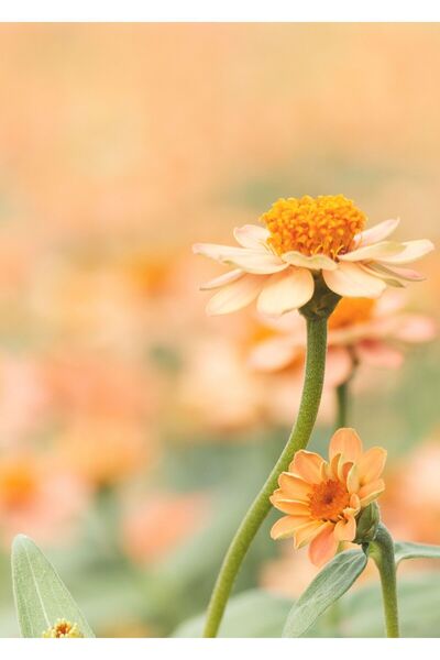 Harikabirev HARİKABİREV|TURUNCU-YEŞİL KOMBİN SOYUT ÇİÇEK VE YARPAK KOMBİNİ 4|ÇERÇEVELİ CAM TABLO 3LÜ DİKEY