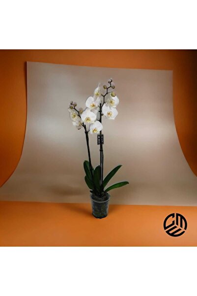 CME Büyük Boy Canlı Beyaz Orkide (PHALEANOPSİS) Ithal Çift Dallı Ev Ofis Salon Bitkisi 75-85 Cm