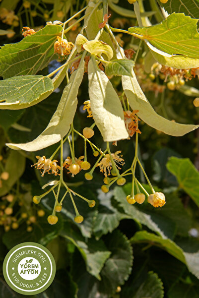 Gülçehre Meşhur Bursa Yöresinden Gölgede Kurusu Şifa Deposu Keskin Tat Yaprak Ihlamur {tilia Cordata} | 40gr.