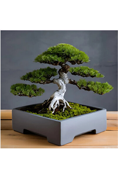 Macco Minimalist Kare Bonsai Saksısı