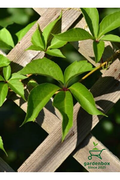 Gardenbox Amerikan Sarmaşığı Kışın Kırmızı Yapraklıdır 65-80cm Duvar Çit Sarm...