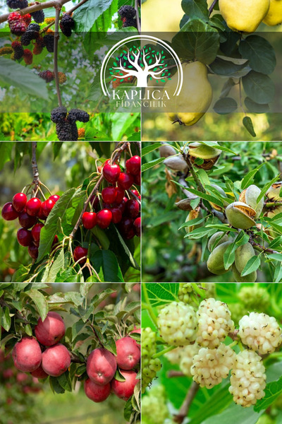 KAPLICA FİDANCILIK 6 Adet Meyve Fidanı Ayva , Kiraz , Badem , Kırmızı Elma, K...