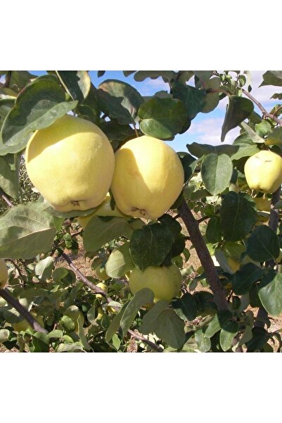 gurme trüf Taze Geyve Ayvası, Yemeklik Ayva, 1 Kg, Ekmek Ayvası, Reçellik Ayva, Kompostoluk Ayva, Ayva Tatlısı