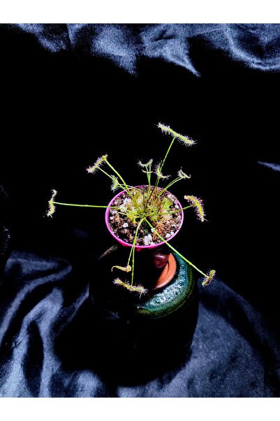 mobuflora Drosera Binata Özel Tür Güneş Gülü Küçük Boy 5,5 cm Saksıda Yarı Yetişkin Sinek Kapan