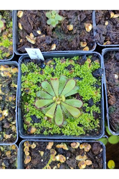 mobuflora Drosera hamiltonii Özel Tür Etobur Bitki Yetişkin Boy Sinek Kapan