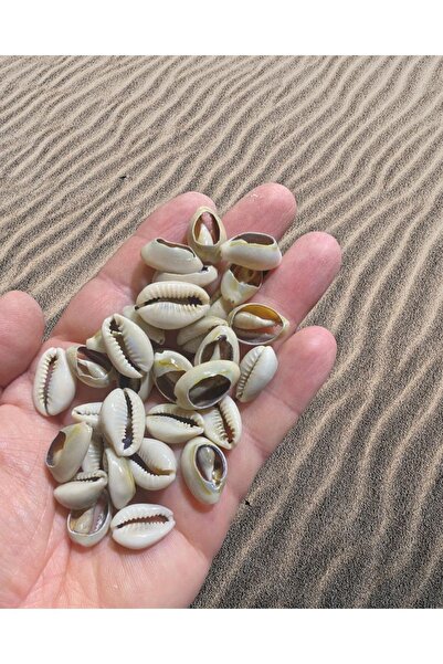 Flea Market Doğal Deniz Kabuğu - Tazı Boncuğu - Kesik Model - ( 25 Adet ) - Cyprea