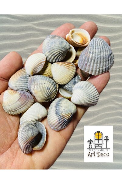 Flea Market سر المحيط - أصداف بحرية حقيقية - 100 جرام (متوسط ​​1-4 سم) -