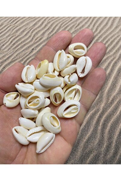 tebrikcim صدف طبيعي (20 قطعة) - سيبيريا - (نموذج مقطوع)