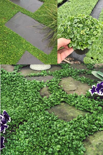 Genel Markalar Dichondra Repens Fare Kulağı Tohumu Kundura Çimi 100gr