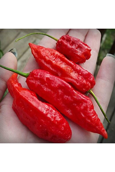 Murat Tohumculuk Hayalet Biber Tohumu (GHOST CHILLI PEPPER) Ekim Seti 5 Adet ...