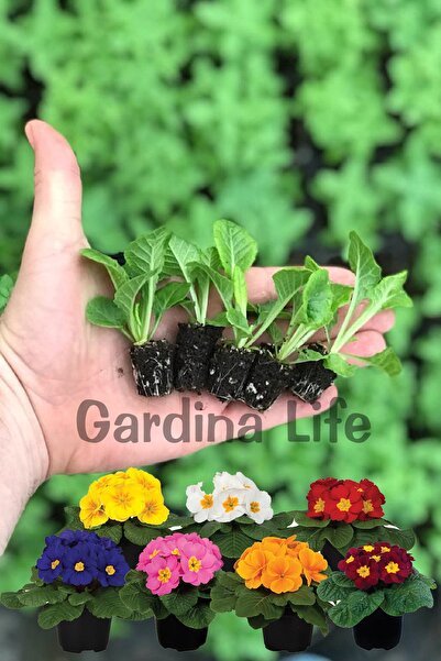 Gardina Çuha Çiçeği Fidesi ( Primula ) Mıx 10 Adet