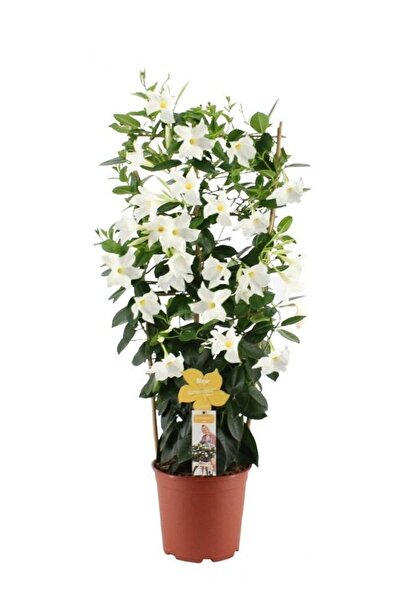 Mandevilla Flower Seedling Ivy White 1 Pc