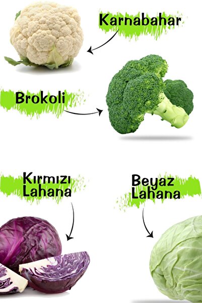 Winter Vegetables Seedling Set 20 Pieces ( Broccoli - Cauliflower - White Cabbage - Red Cabbage )