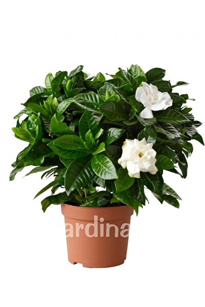 Gardina Yoğun Kokulu Gardenia Fidanı ( Gardenia Jasminoides )