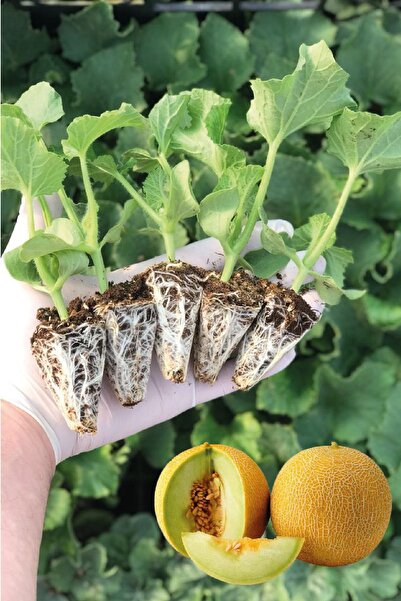 Melon Seedling 5 Pieces