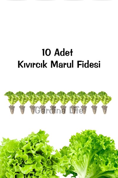 Gardina Kıvırcık Marul Fidesi 10 Adet