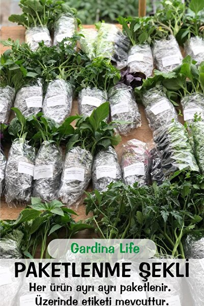 Gardina Kıvırcık Marul Fidesi 10 Adet