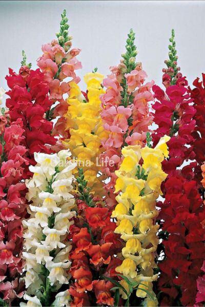 Gardina Aslanağzı Fidesi (Antirrhinum majus) MIX 10 Adet