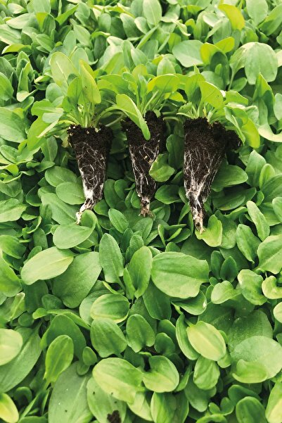 Gardina Kuzukulağı Ekşi Otu Fidesi 10 Adet