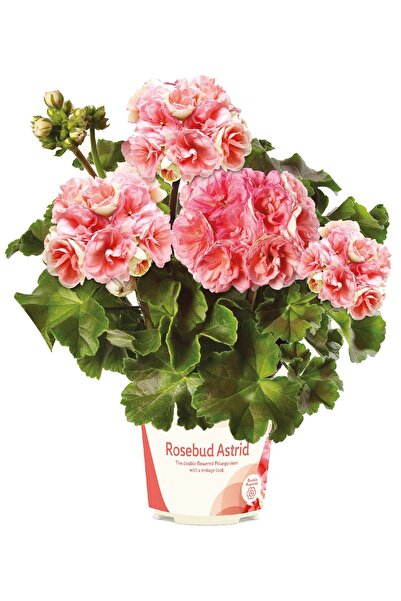 Gardina Rosebud Astrid Gül Sardunya Çiçeği Fidesi Özel Tür (classic ) 1 Adet