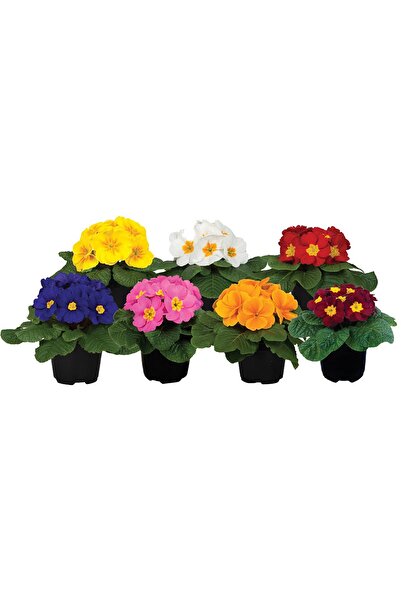 Gardina Çuha Çiçeği Fidesi ( Primula ) Mıx 10 Adet