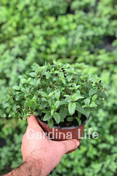 Local Mint Seedling in Pot Ready to Consume 1 Piece