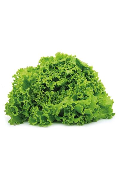 Gardina Kıvırcık Marul Fidesi 10 Adet