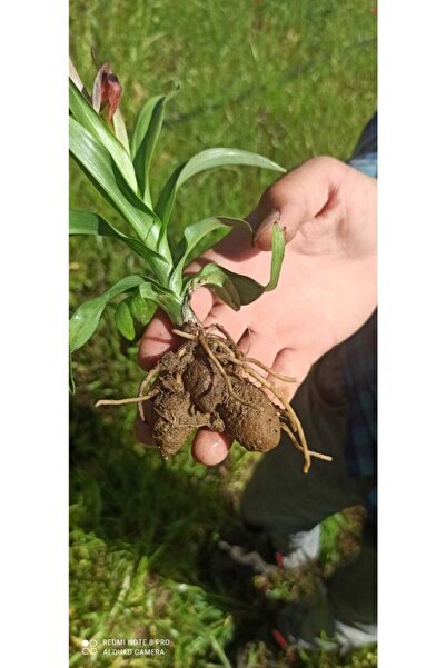 Genel Markalar Doğal Salep Fidesi (100 Adet)