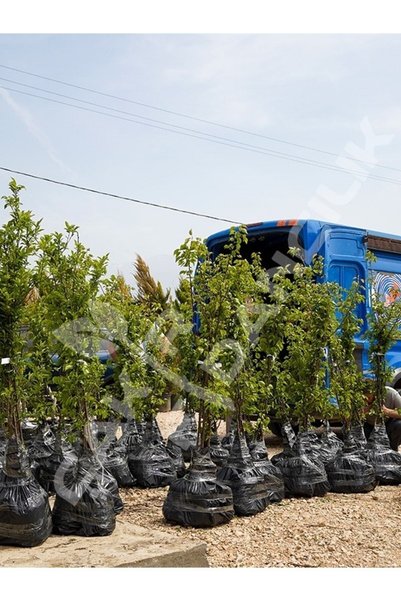 ÇAKIR FİDANCILIK Bursa Yarma Şeftali Fidanı