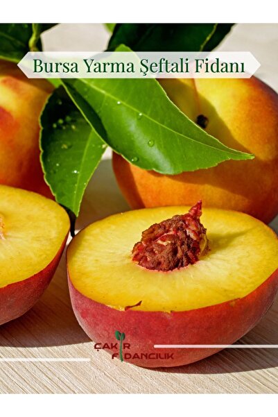 ÇAKIR FİDANCILIK Bursa Yarma Şeftali Fidanı